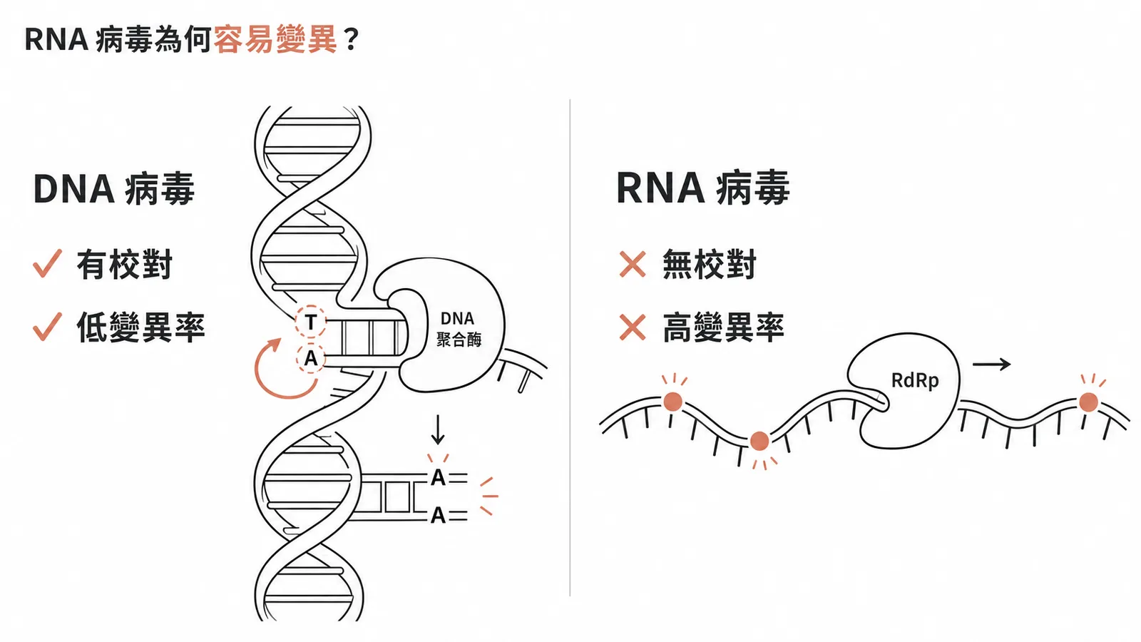RNA病毒因RdRp缺乏校對功能而容易變異