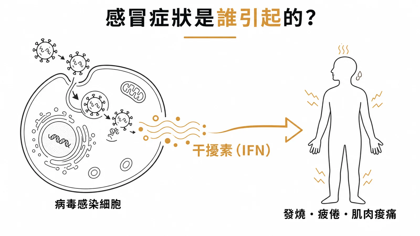 干擾素IFN是病毒感染引發類感冒全身症狀的關鍵因子