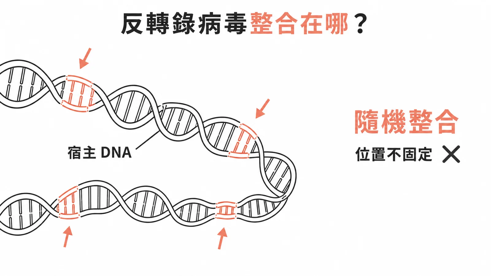 反轉錄病毒的原病毒隨機整合到宿主DNA,位置不固定