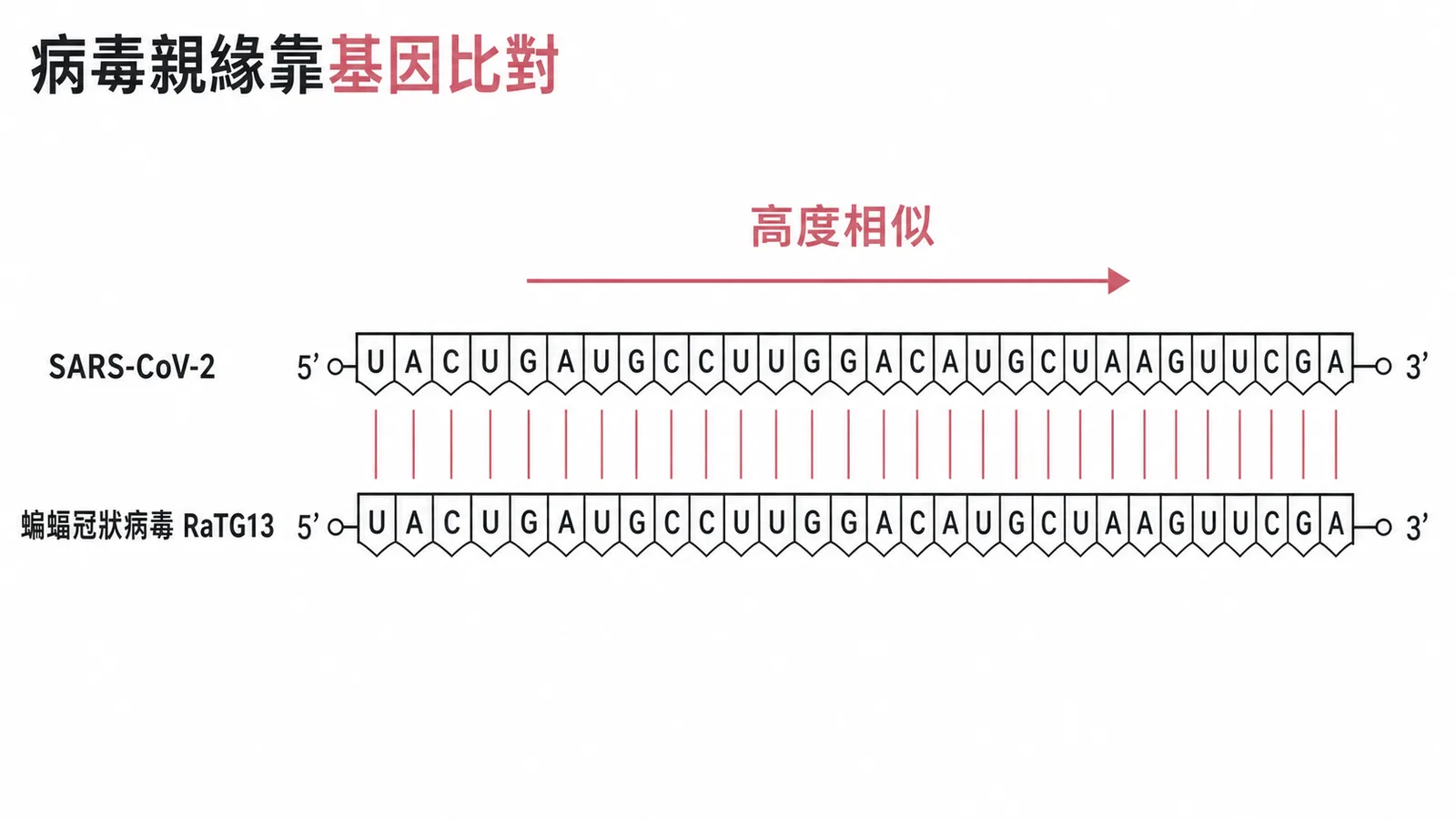判斷病毒親緣關係最可靠的方法是基因序列比對