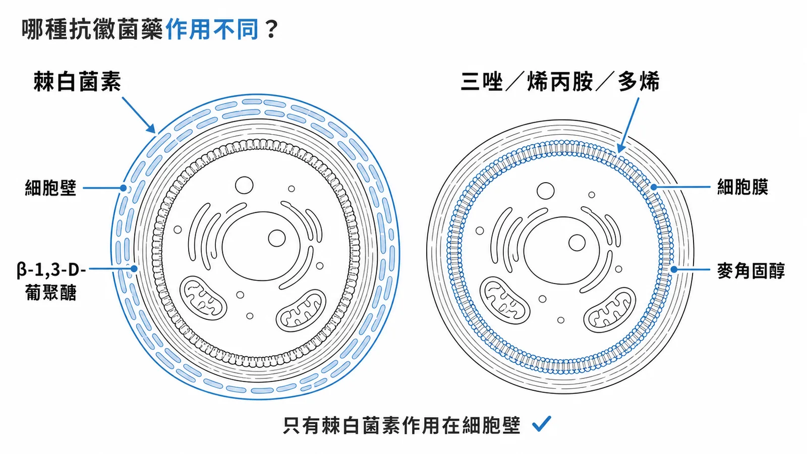 棘白菌素作用於黴菌細胞壁,其他抗黴菌藥作用於細胞膜麥角固醇