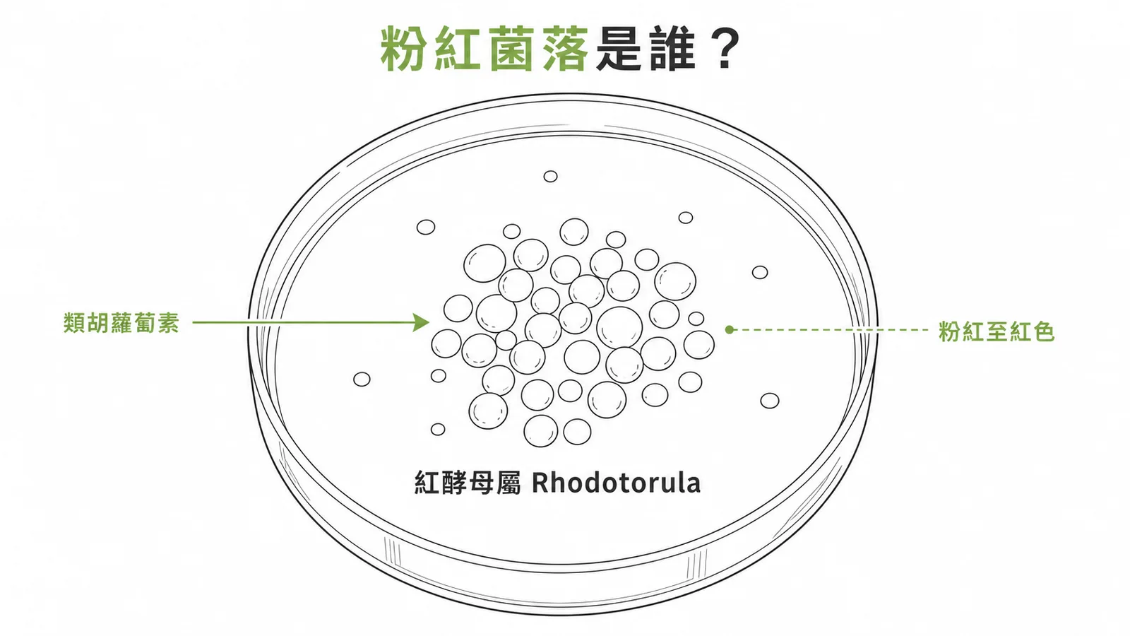 紅酵母屬Rhodotorula合成類胡蘿蔔素使菌落呈粉紅至紅色