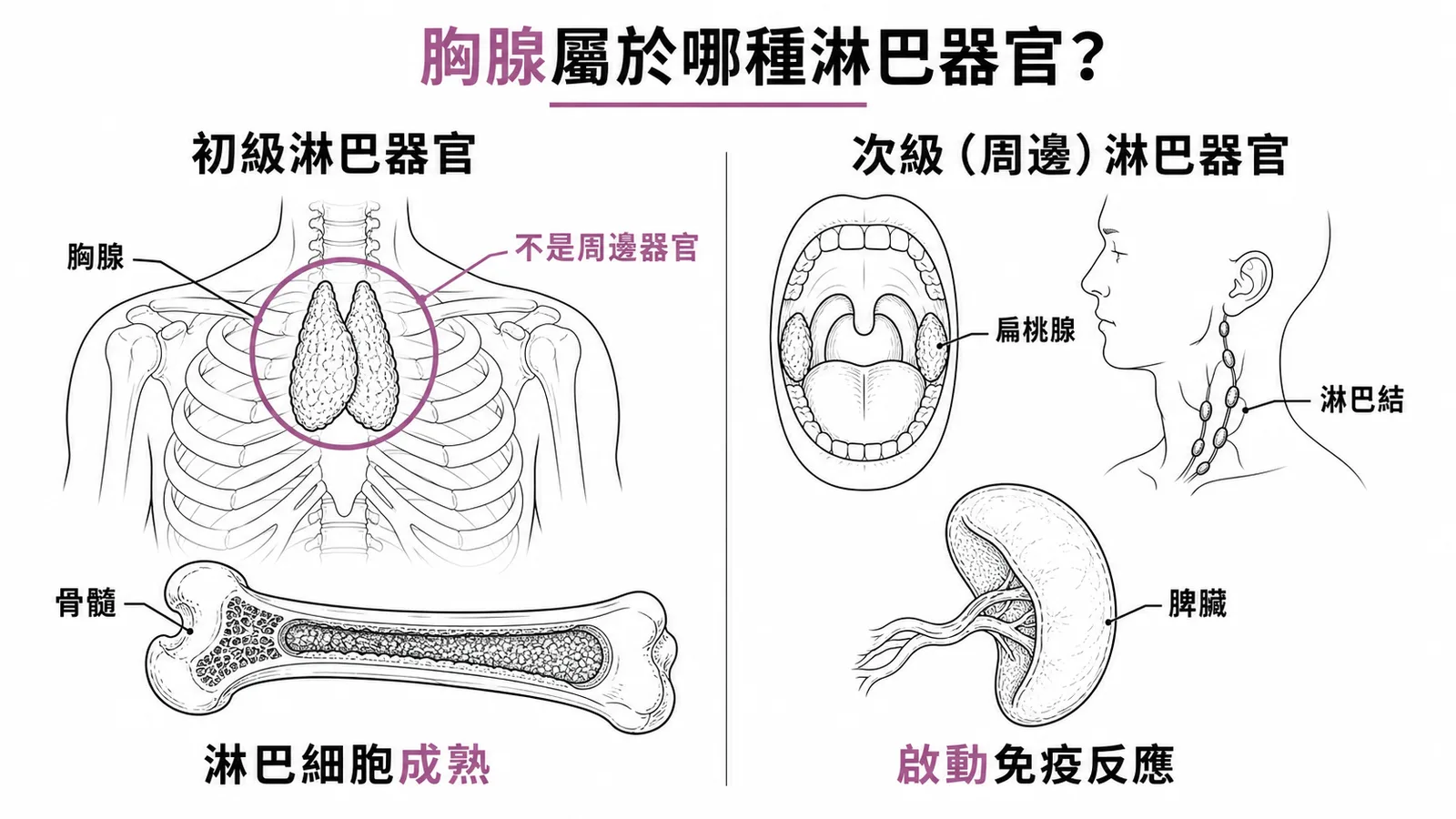 胸腺是初級淋巴器官,不屬於周邊免疫組織