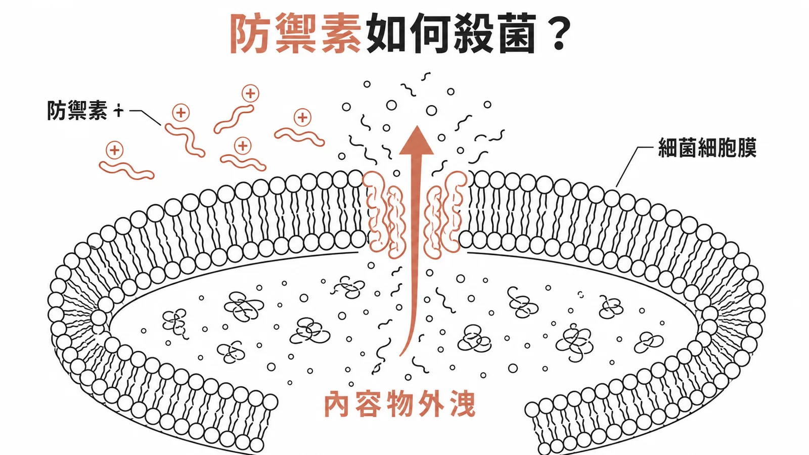 防禦素插入細菌細胞膜形成孔洞,導致內容物外洩
