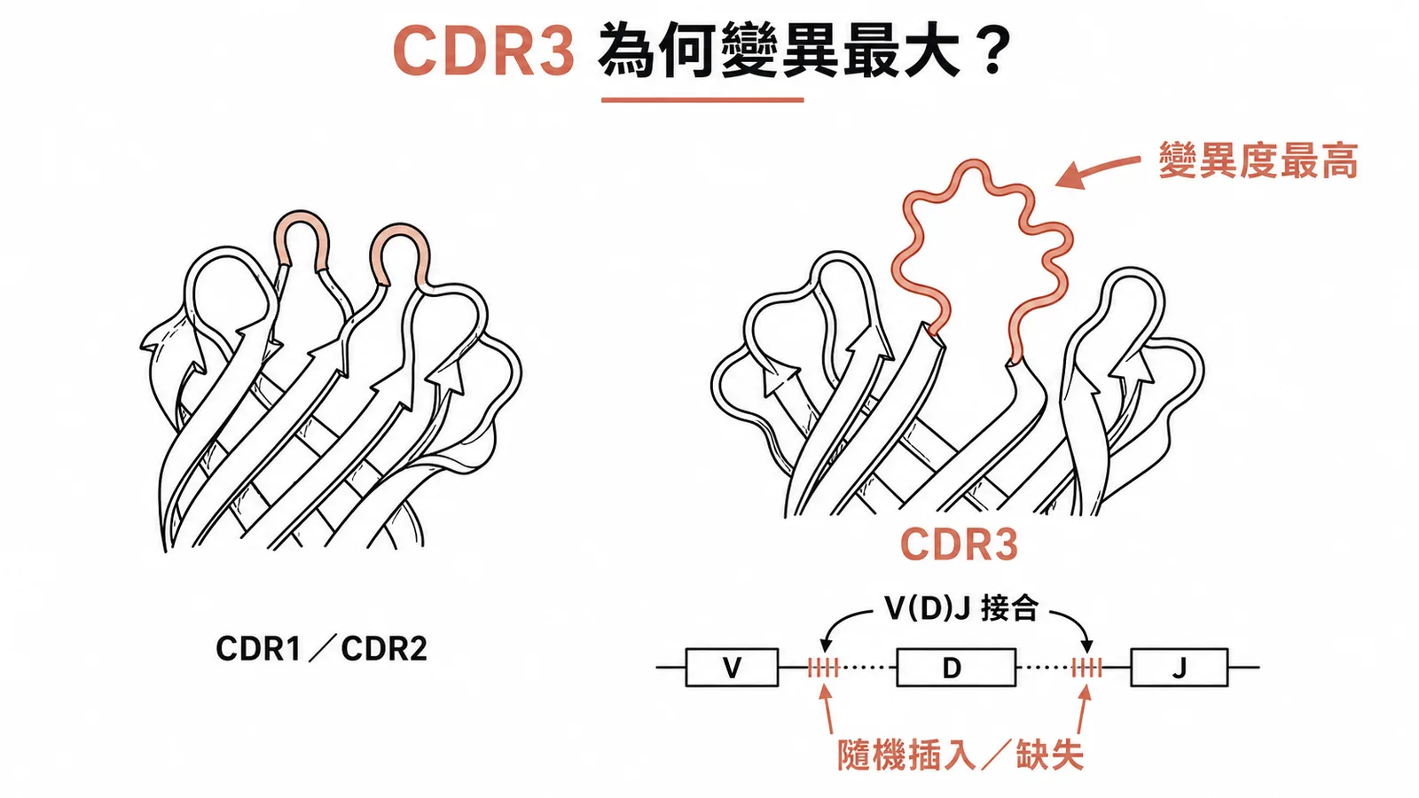 CDR3因V(D)J重組與隨機核苷酸插入而具最高變異度