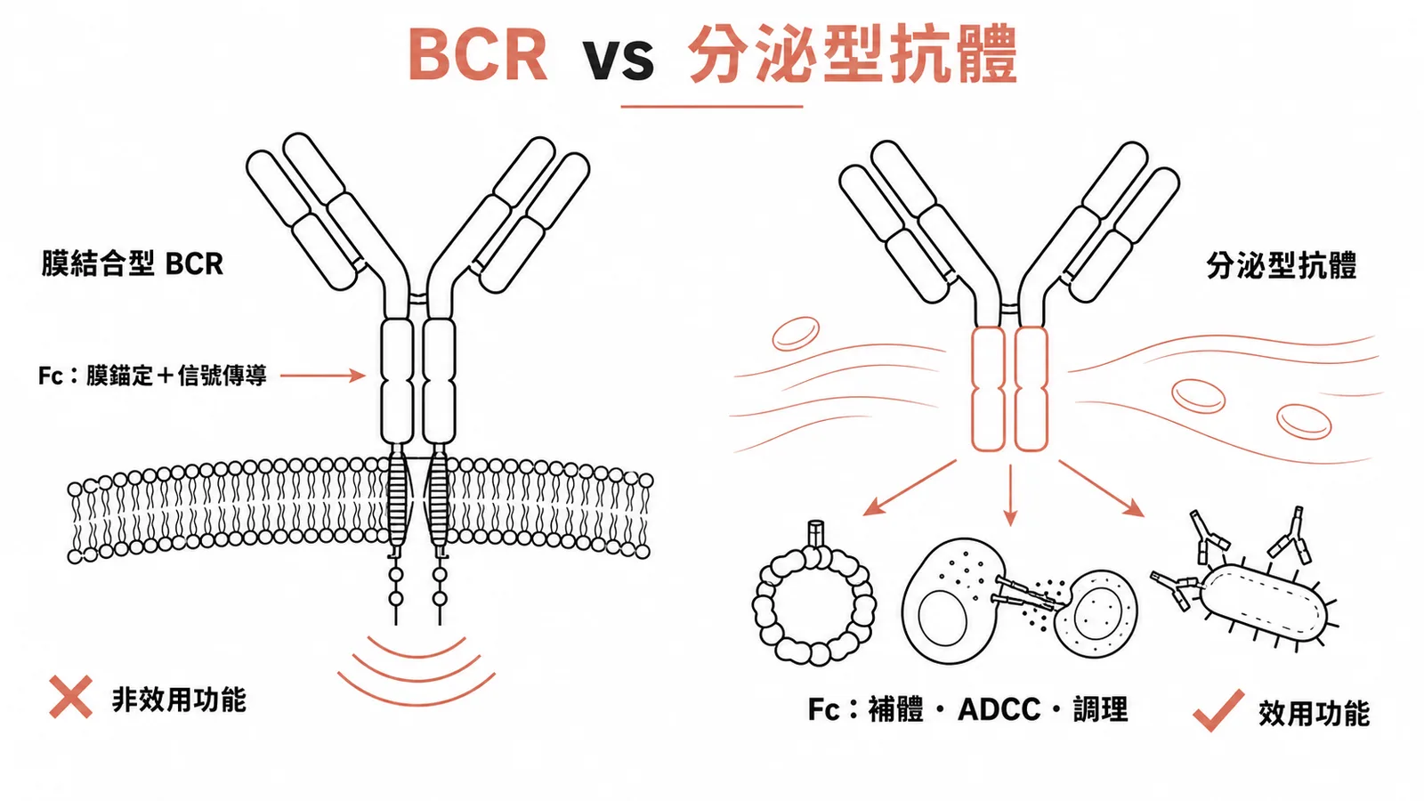 膜結合型BCR的Fc區負責錨定與信號傳導,分泌型抗體的Fc區才有補體活化與ADCC等效用功能