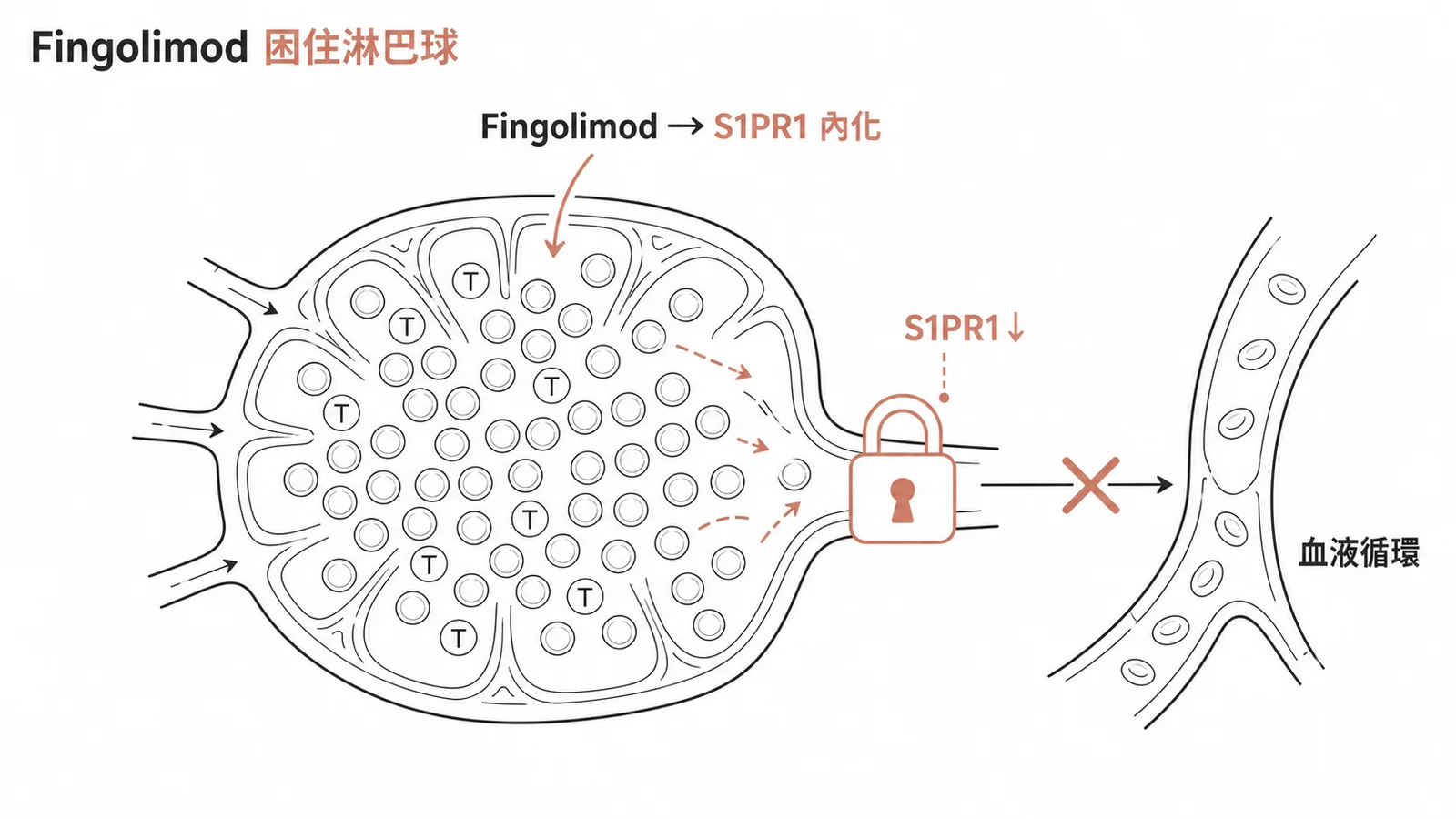 Fingolimod使S1PR1內化,淋巴球被困在淋巴結無法進入血液循環