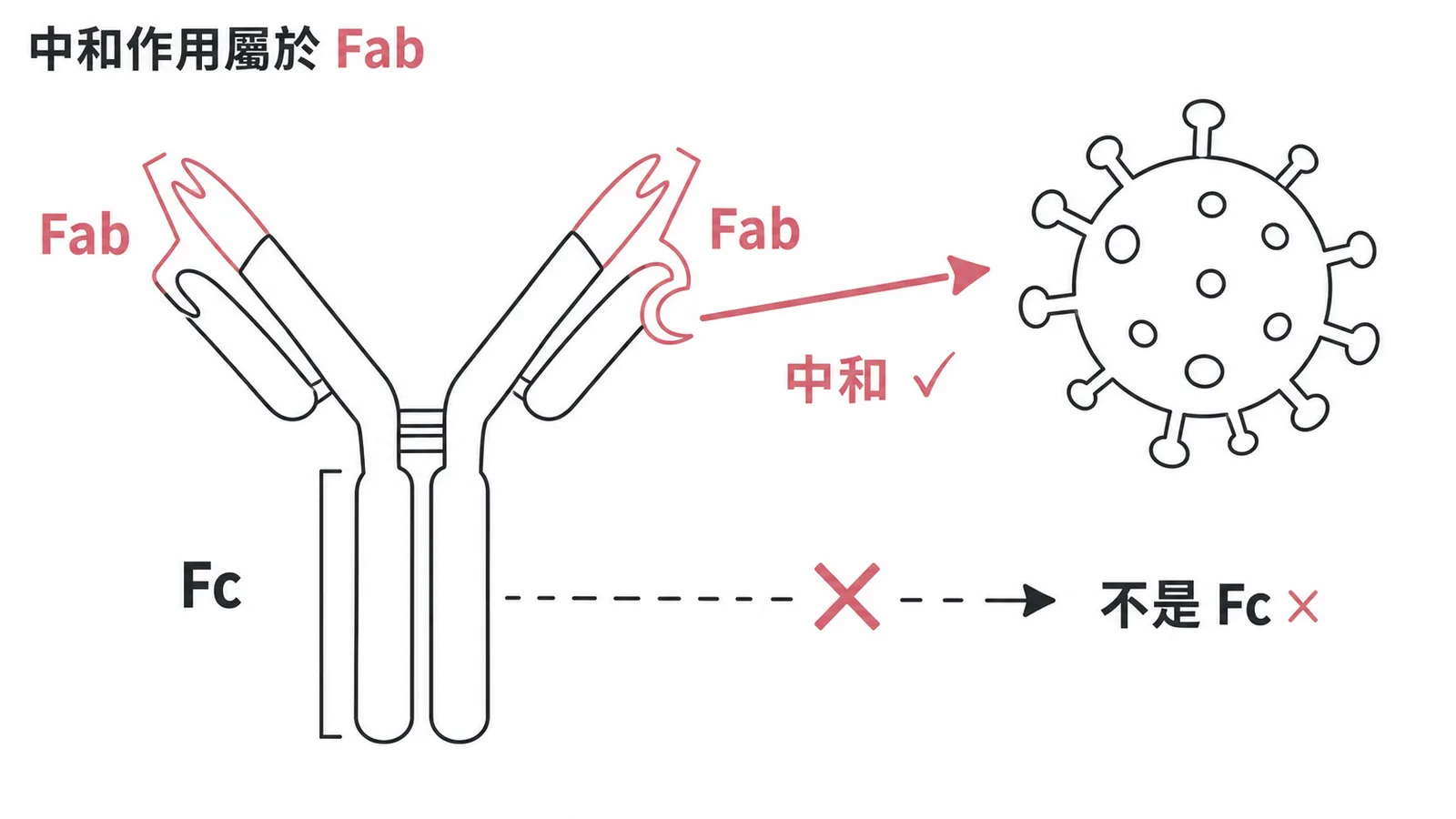 中和作用由Fab區執行,非Fc區的效用功能