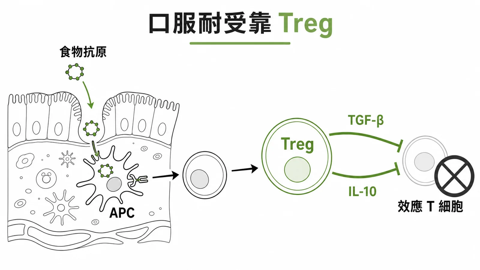 腸道誘導Treg分泌TGF-β與IL-10抑制對食物抗原的免疫反應
