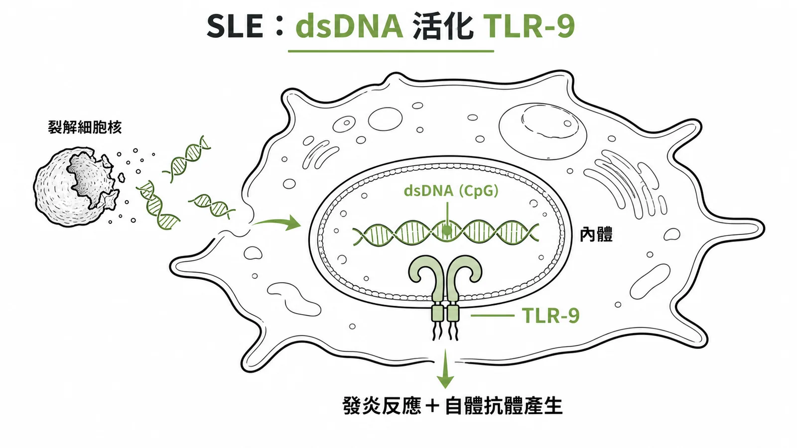 SLE裂解釋出的dsDNA在內體中被TLR-9辨識,引發發炎與自體抗體產生