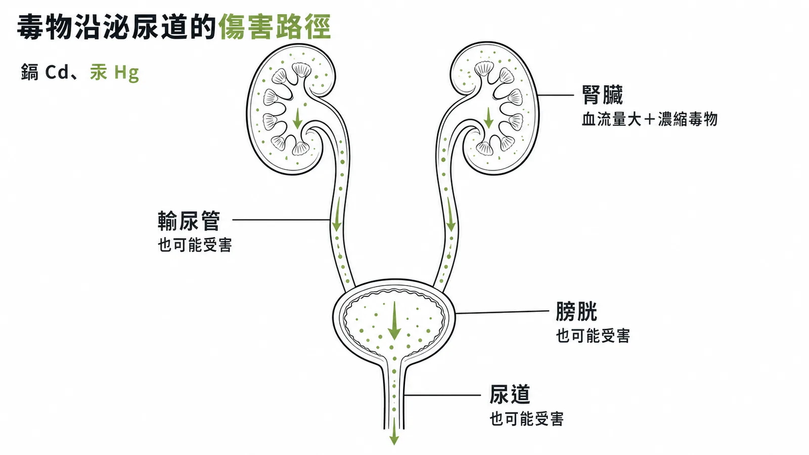 毒物沿泌尿道排出路徑與各段可能受害示意