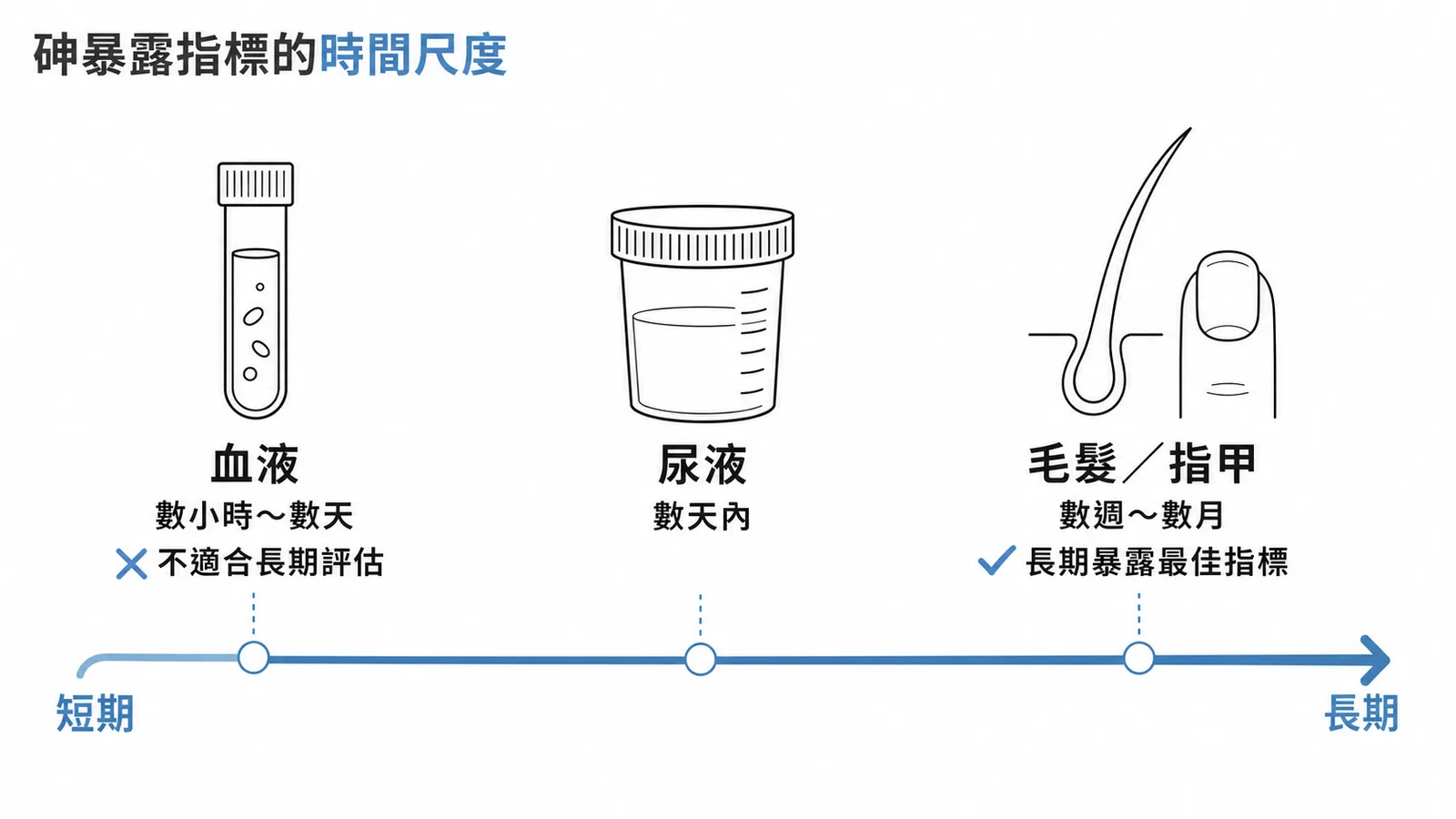 砷暴露生物指標的時間尺度對照:血液短期、尿液近期、毛髮指甲長期