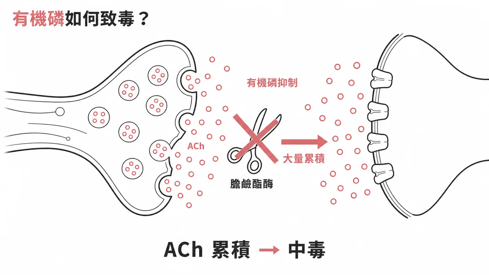 有機磷抑制膽鹼酯酶導致乙醯膽鹼累積的突觸機轉示意