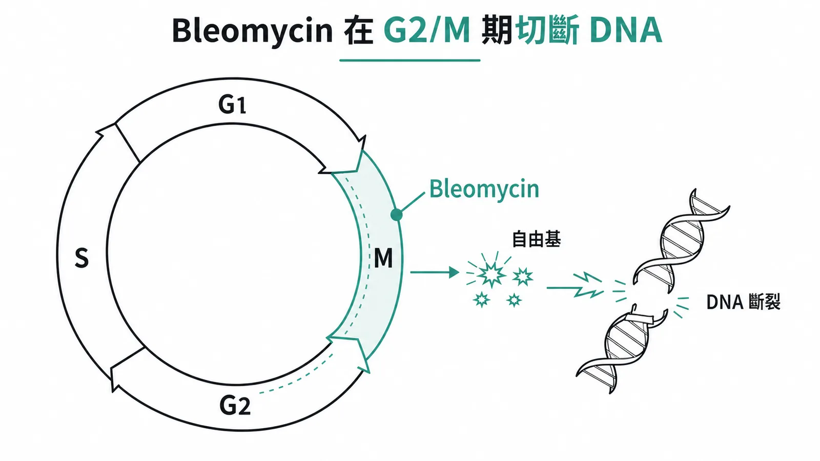 Bleomycin在細胞週期G2/M期產生自由基切斷DNA鏈