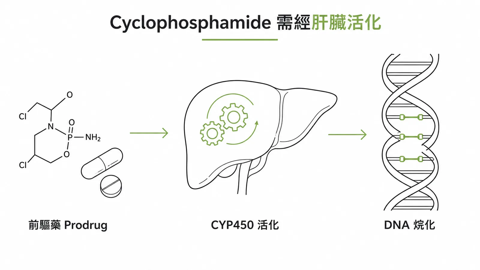 Cyclophosphamide是前驅藥需經肝臟CYP450活化才能烷化DNA
