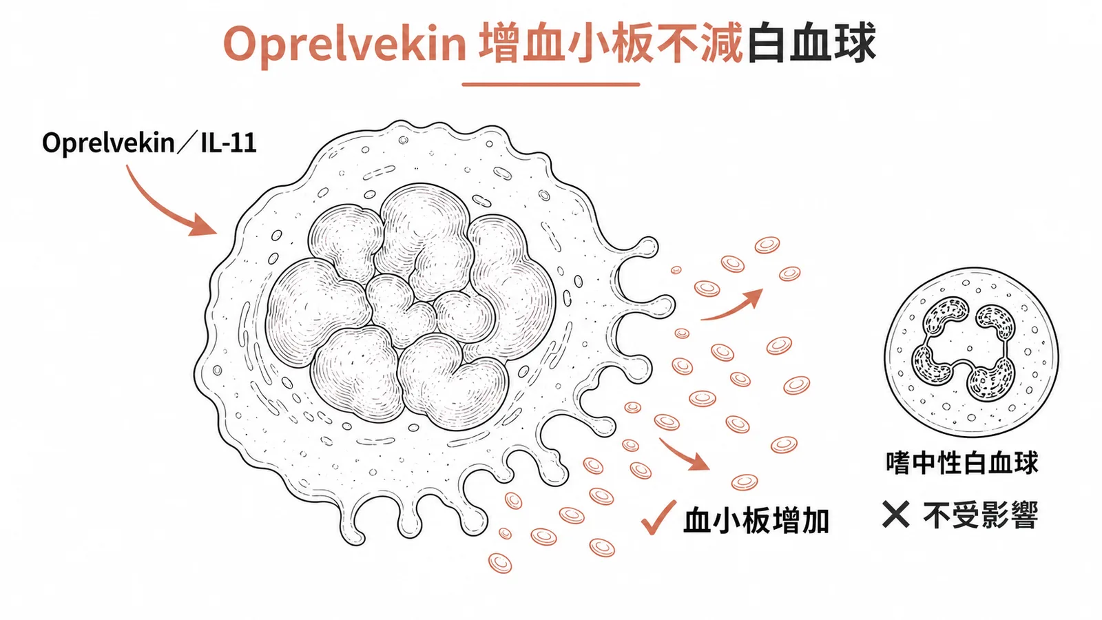 Oprelvekin(IL-11)刺激巨核細胞增加血小板但不減少嗜中性白血球