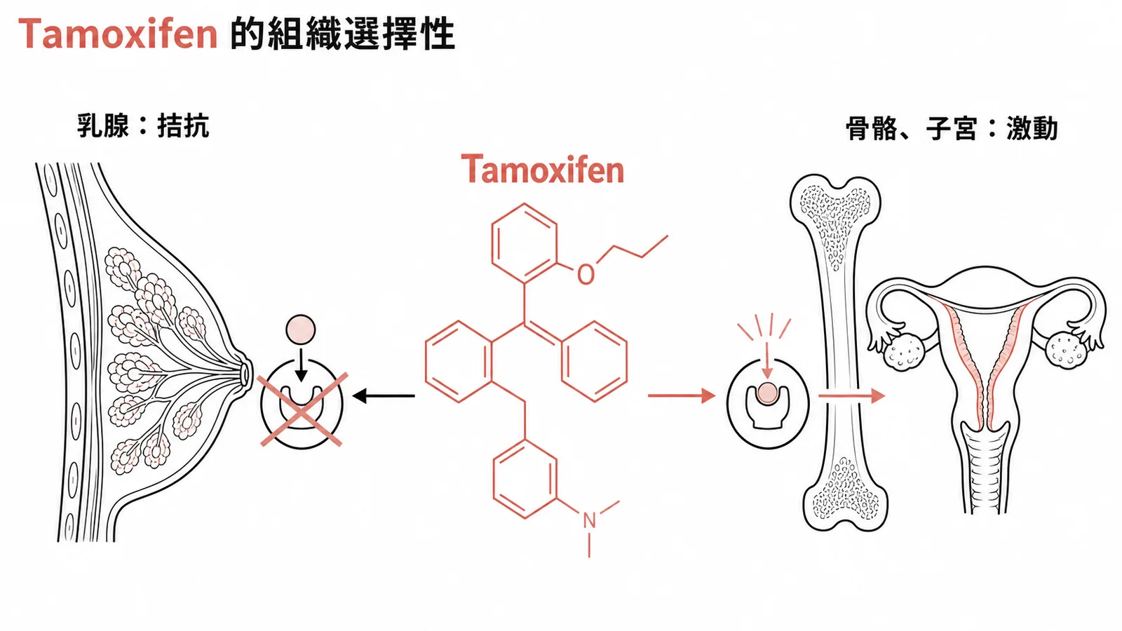 Tamoxifen 的組織選擇性:乳腺拮抗、骨骼子宮激動