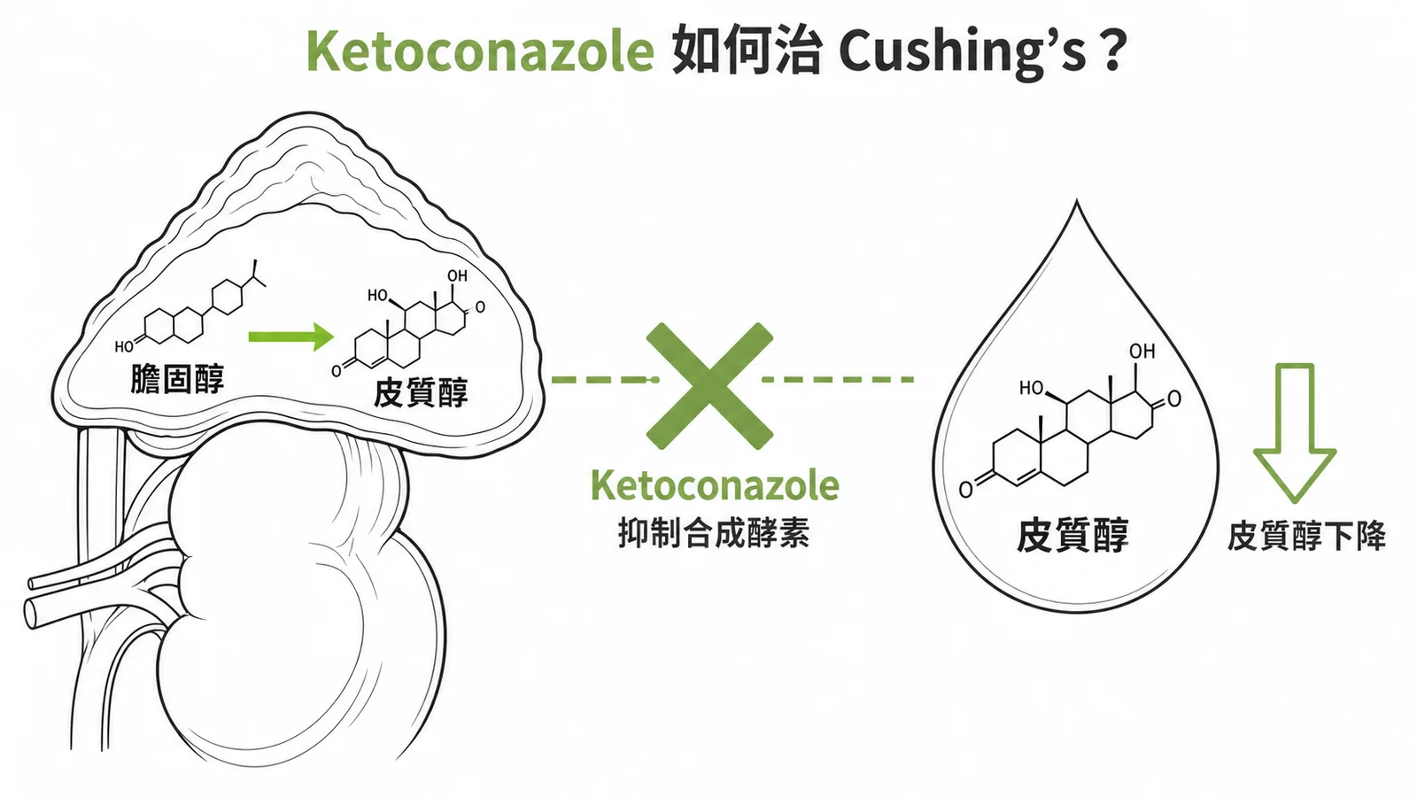 Ketoconazole 抑制腎上腺皮質醇合成酵素,降低皮質醇治療 Cushing's syndrome