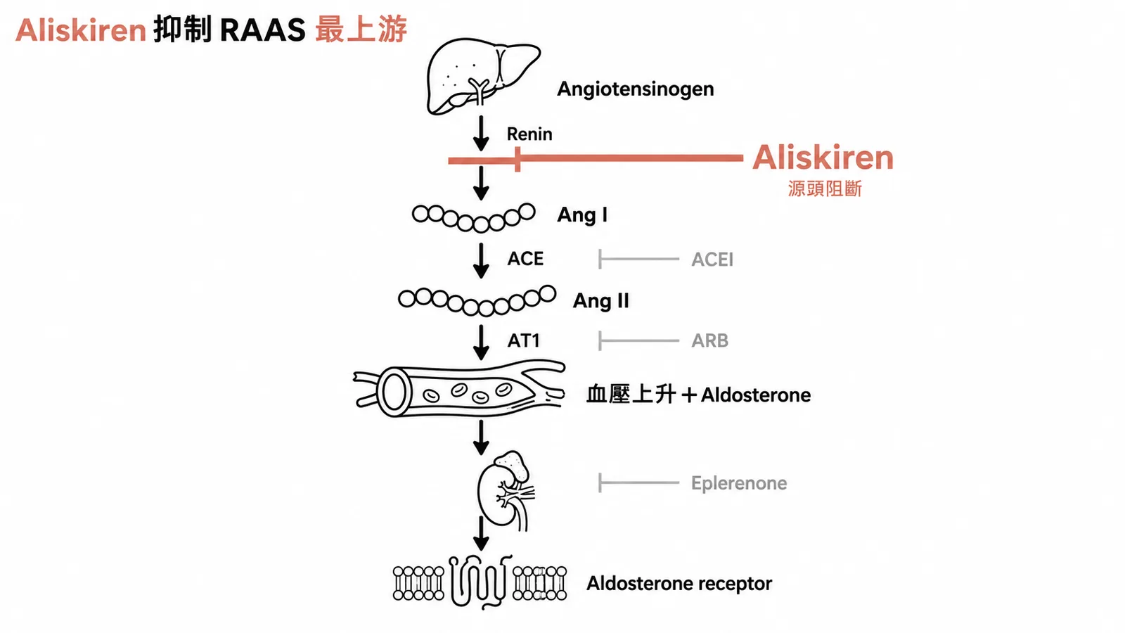 Aliskiren 在 RAAS 路徑最上游直接抑制腎素，從源頭阻斷血壓調節
