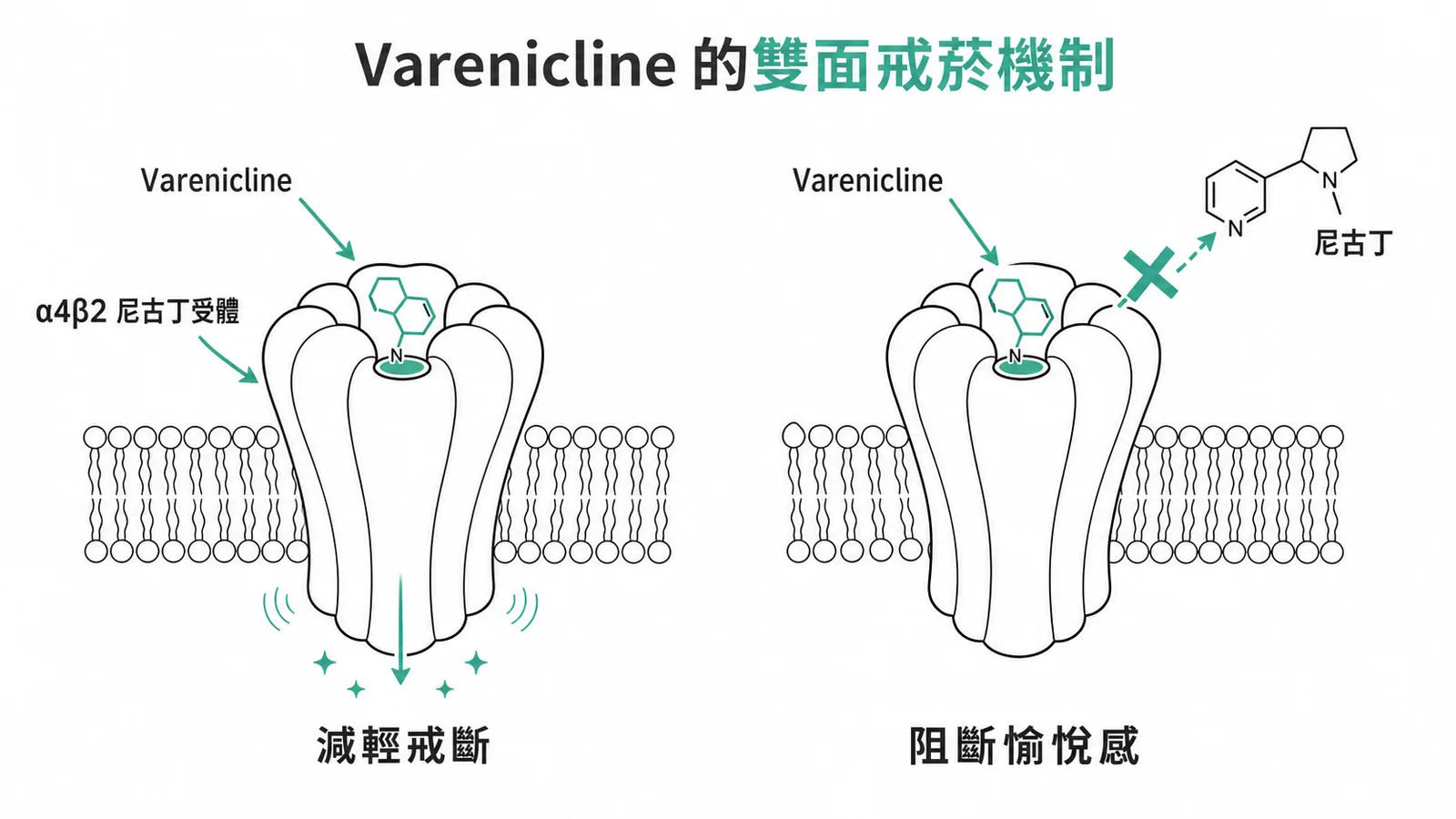 Varenicline 作為 α4β2 尼古丁受體部分促效劑，輕微活化減輕戒斷、佔位阻斷愉悅感