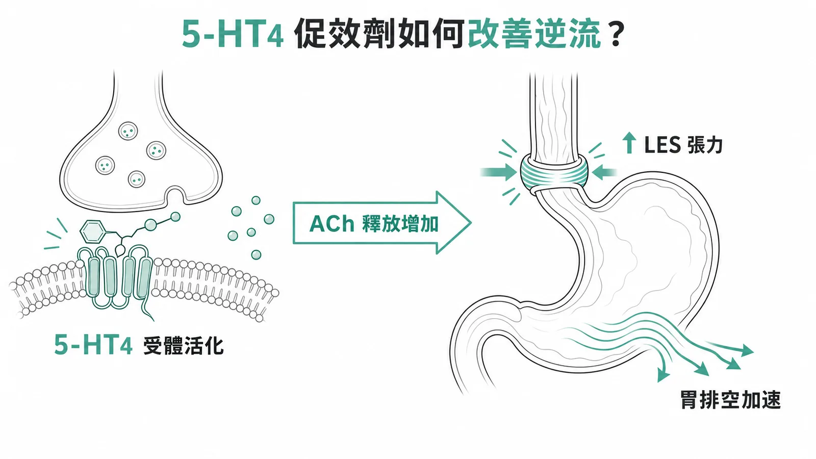 5-HT4促效劑活化受體後促進ACh釋放，增強LES張力與胃排空