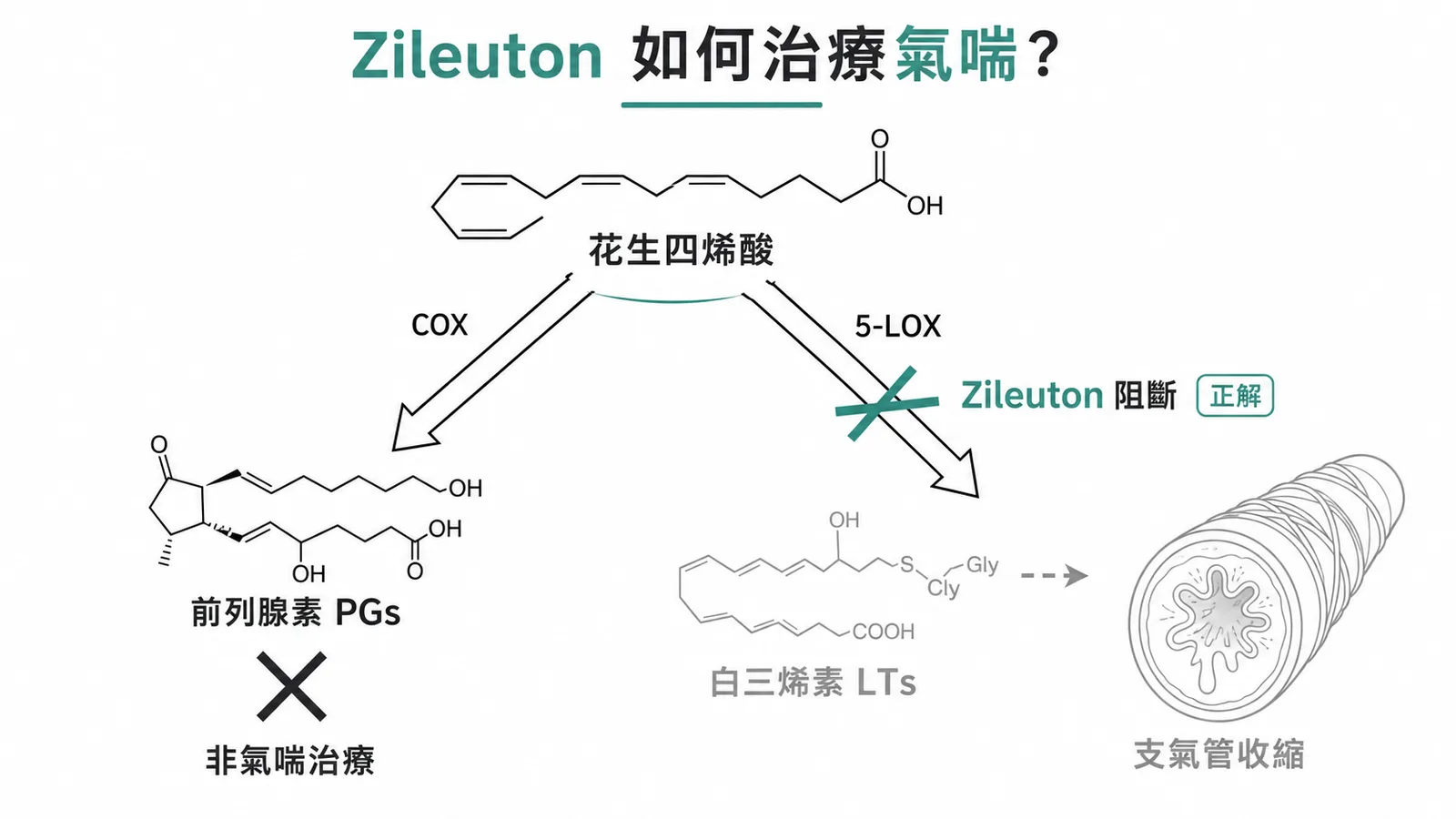 Zileuton抑制5-LOX阻斷白三烯素生成,從源頭治療氣喘