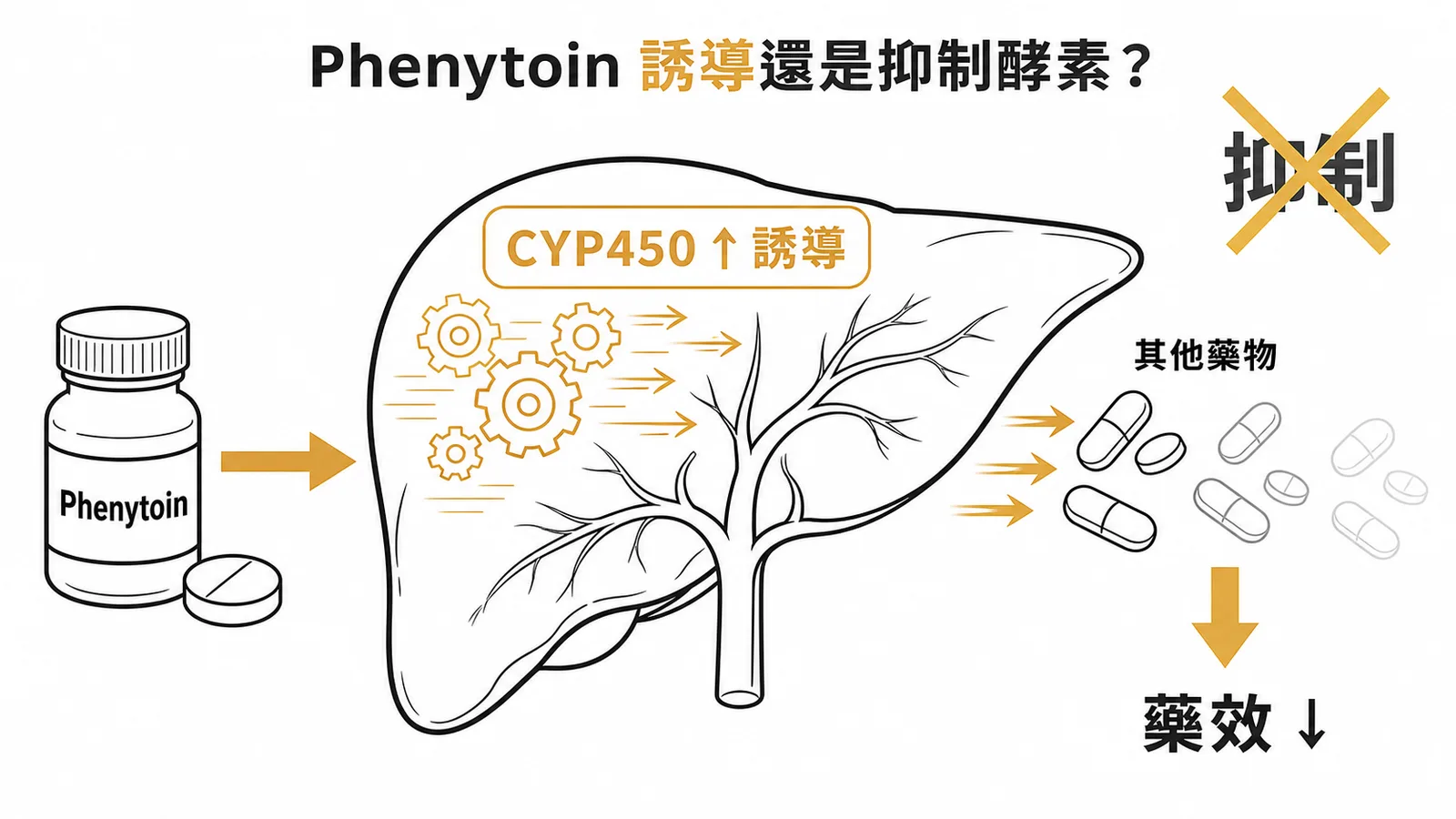 Phenytoin誘導肝臟CYP450酵素活性,加速其他藥物代謝使藥效下降