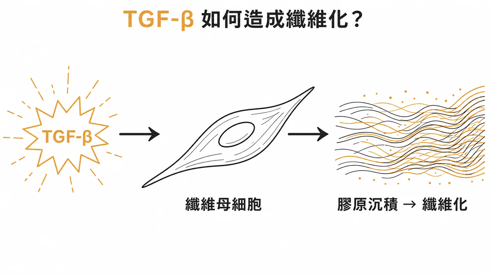 TGF-β刺激纖維母細胞增生並促進膠原蛋白沉積導致纖維化