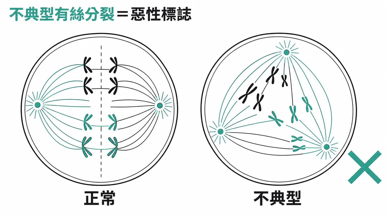 正常vs不典型有絲分裂對照示意圖