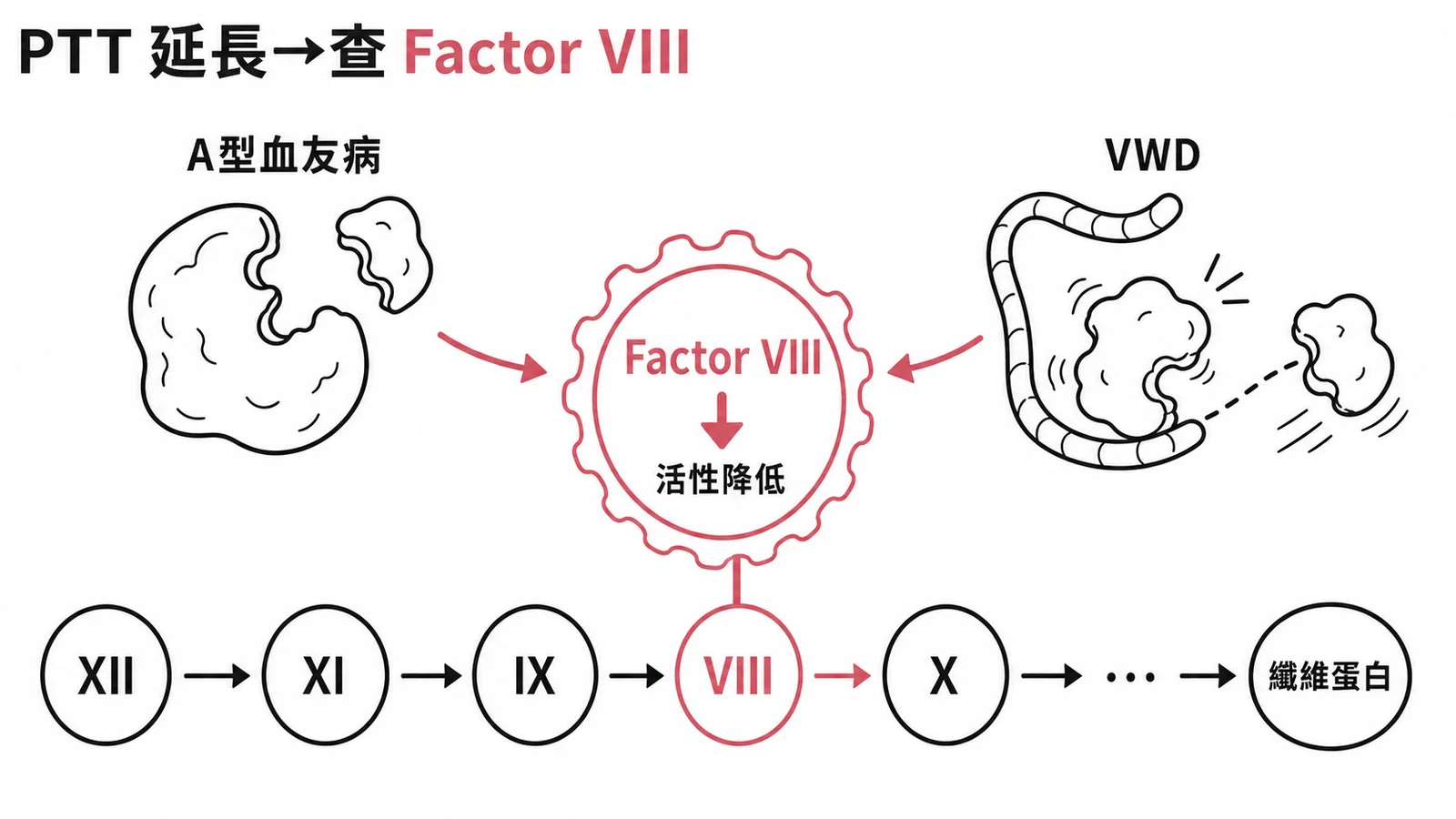 PTT延長與Factor VIII的關係示意圖