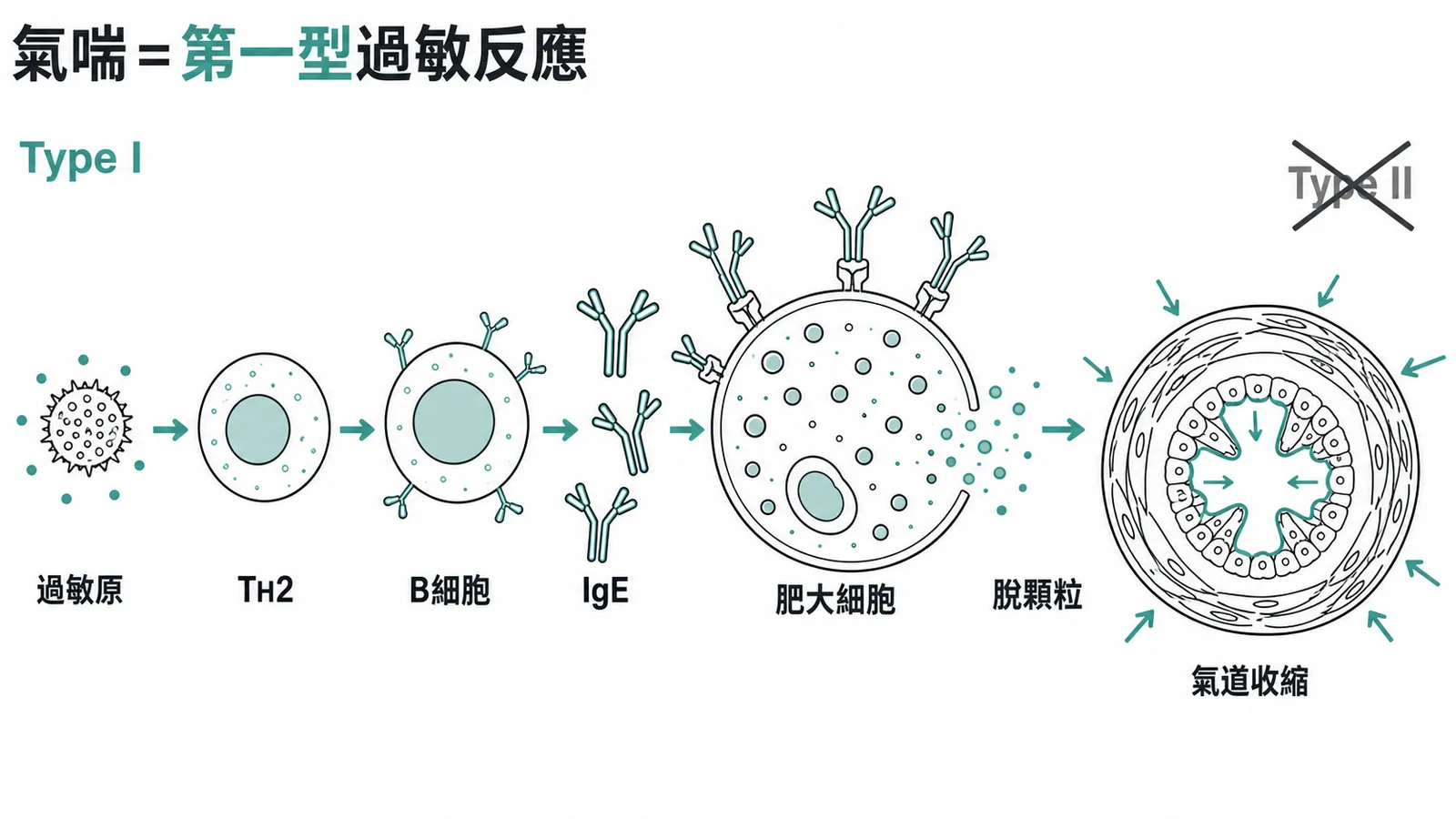氣喘屬第一型過敏反應機轉流程圖