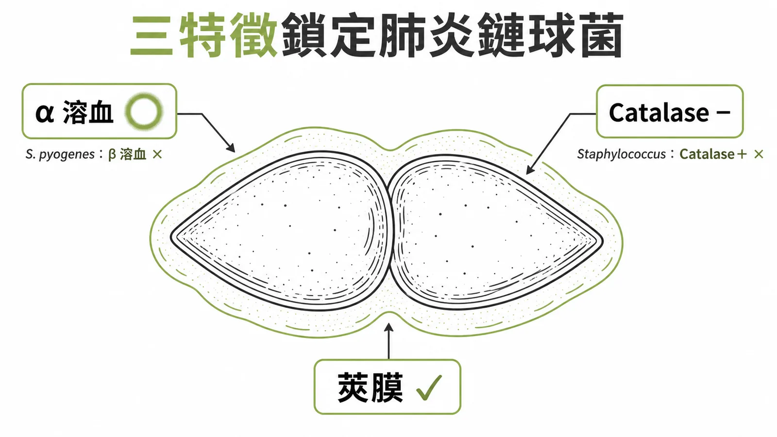 肺炎鏈球菌三大鑑別特徵:α溶血、catalase 陰性、莢膜