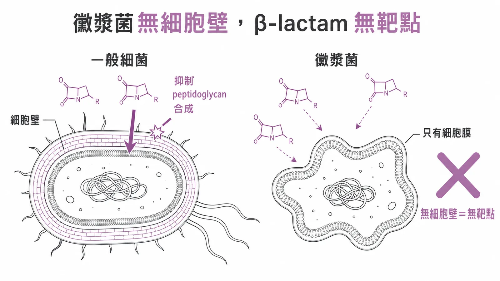黴漿菌無細胞壁使β-lactam抗生素無靶點可攻擊