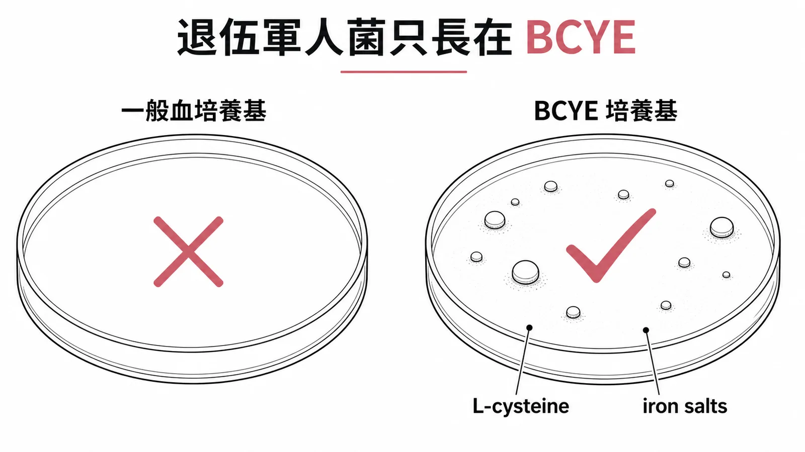 退伍軍人菌培養條件:一般血培養基無法生長,需用 BCYE 培養基