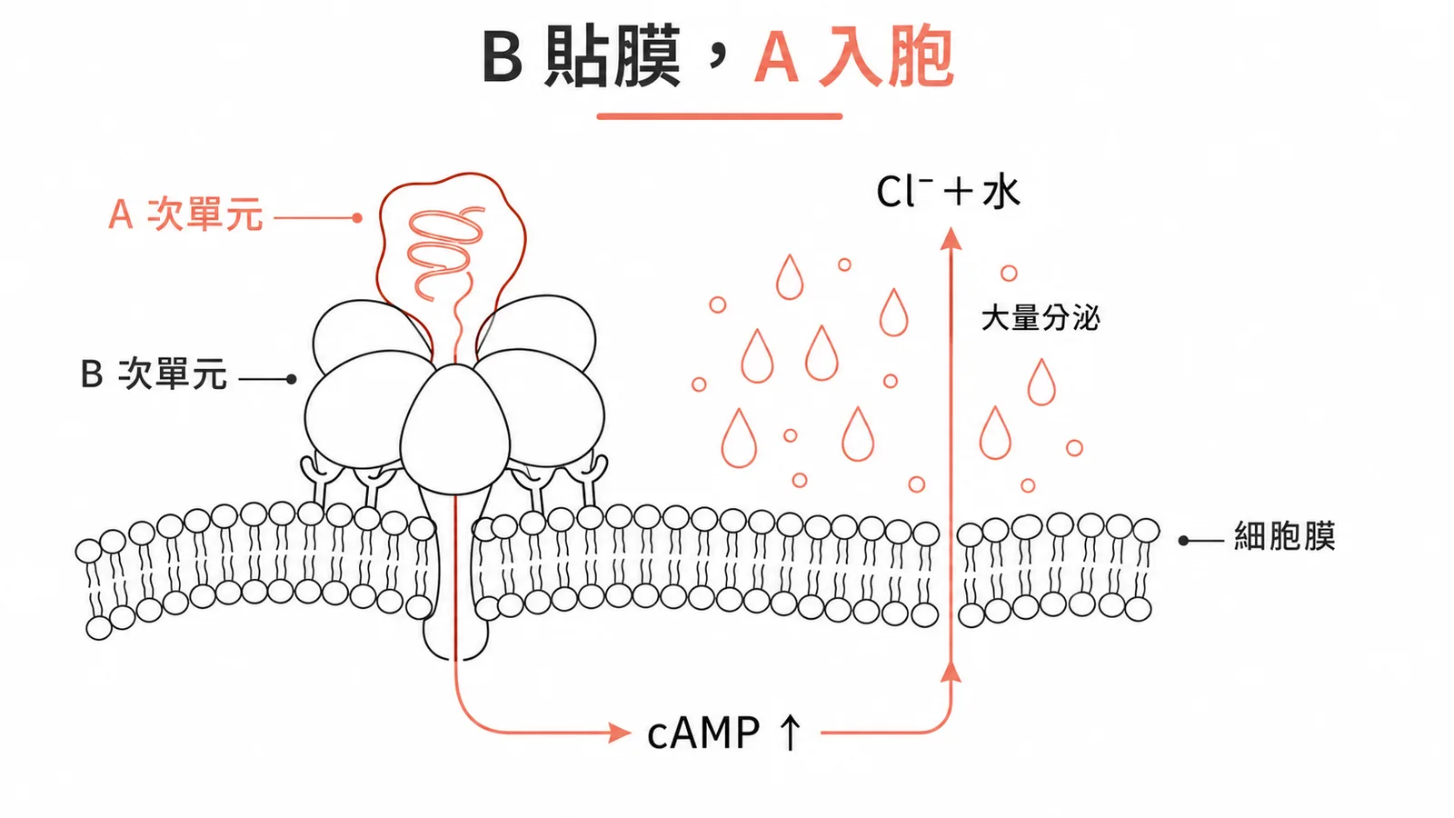 霍亂毒素 A-B 結構:B 貼膜結合受體、A 入胞活化 cAMP 引起水瀉