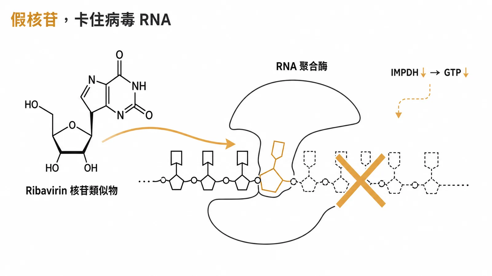Ribavirin 機轉:核苷類似物抑制 IMPDH 降低 GTP 干擾病毒 RNA 合成