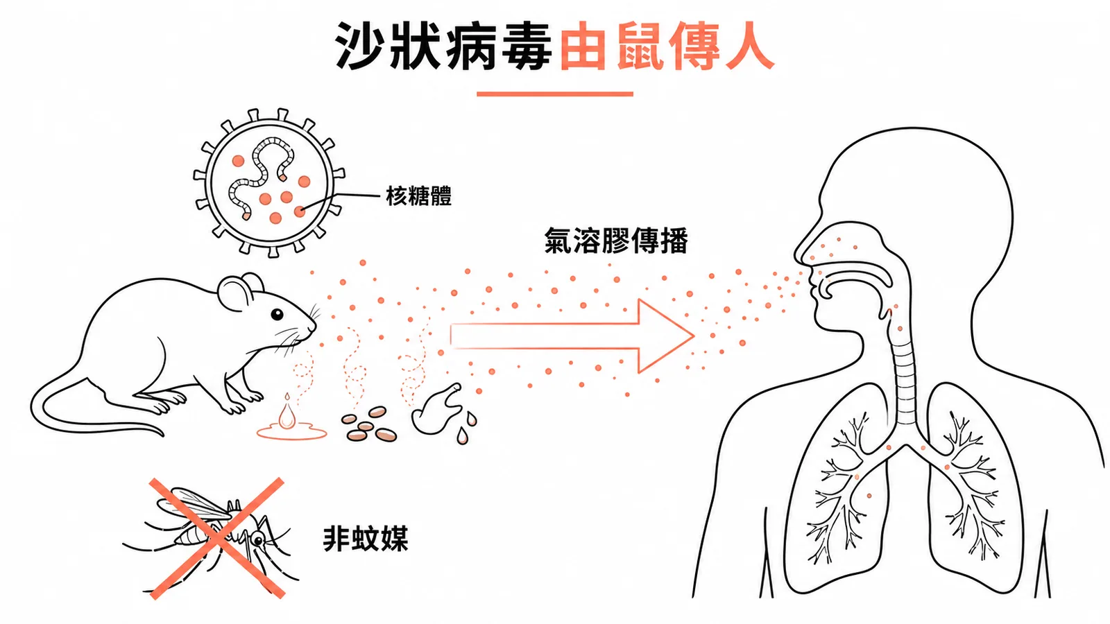 沙狀病毒傳播:齧齒類動物經氣溶膠傳人,非蚊媒傳播