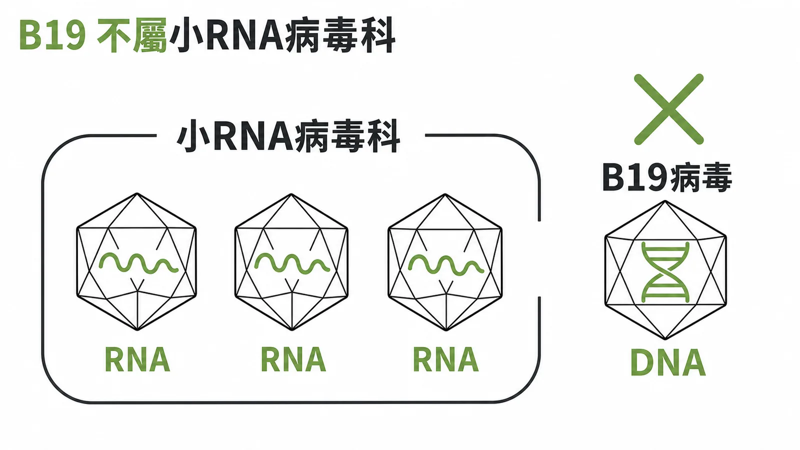 B19為DNA病毒不屬於小RNA病毒科的對照示意圖
