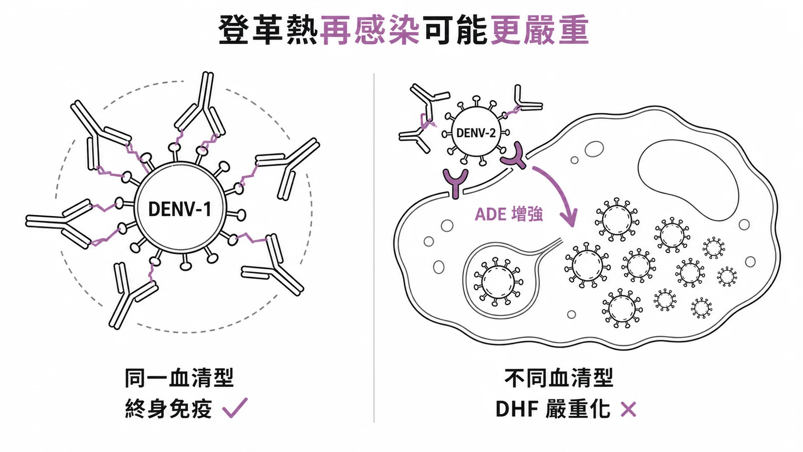 登革熱再感染不同血清型經ADE增強導致DHF的示意圖