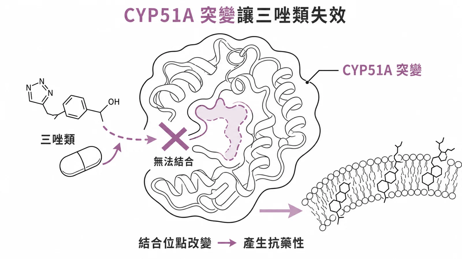 CYP51A突變導致三唑類藥物無法結合而產生抗藥性的示意圖