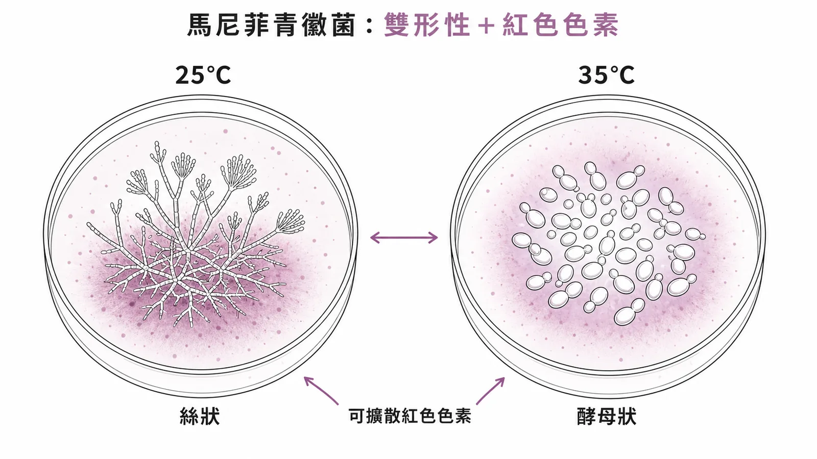 馬尼菲青黴菌雙形性與紅色可擴散色素的培養特徵示意圖