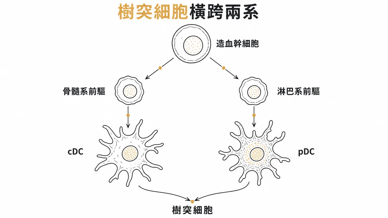 樹突細胞橫跨骨髓系與淋巴系兩種發育途徑的示意圖