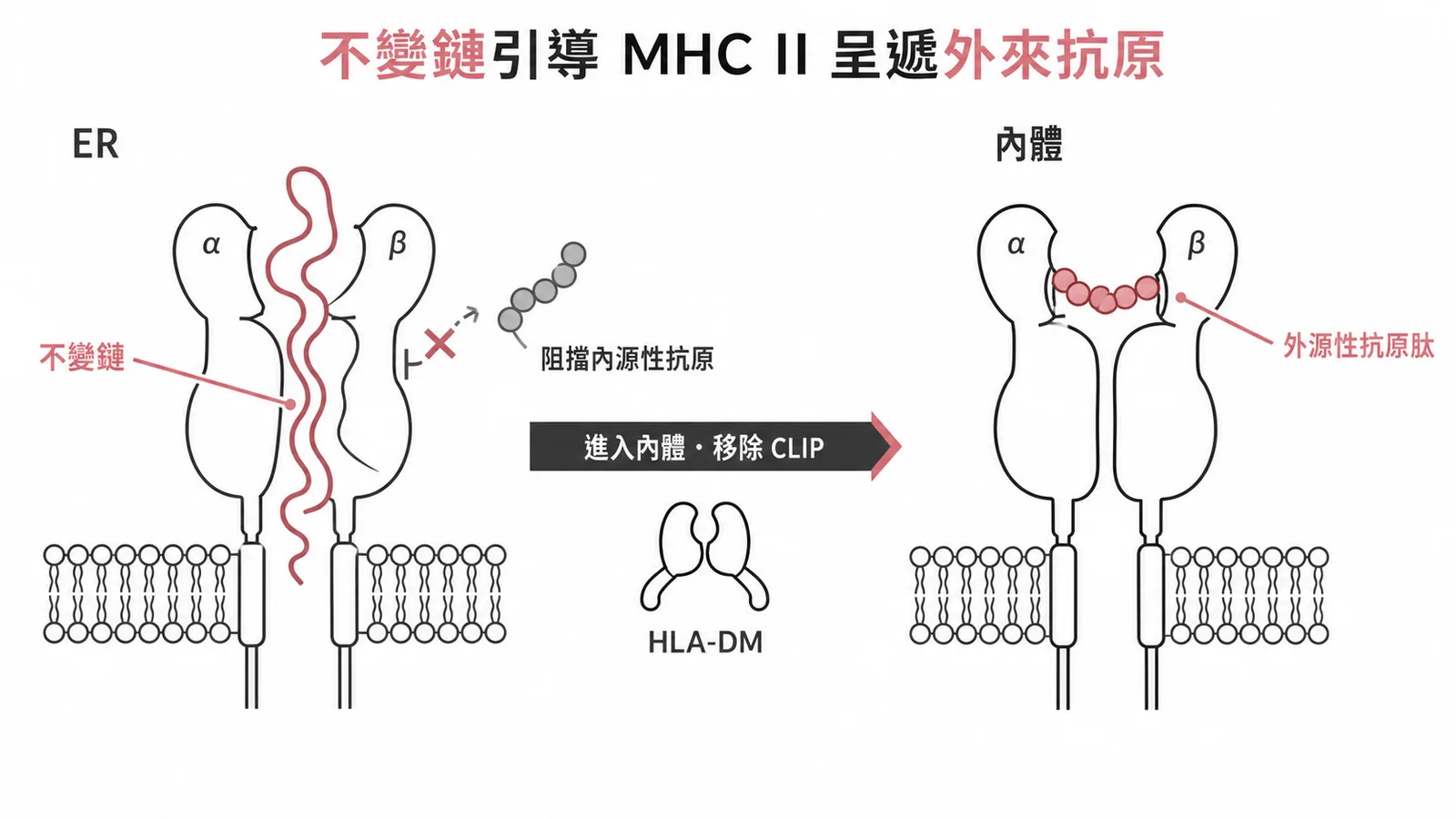 不變鏈引導MHC II進入內吞途徑呈遞外源性抗原的示意圖
