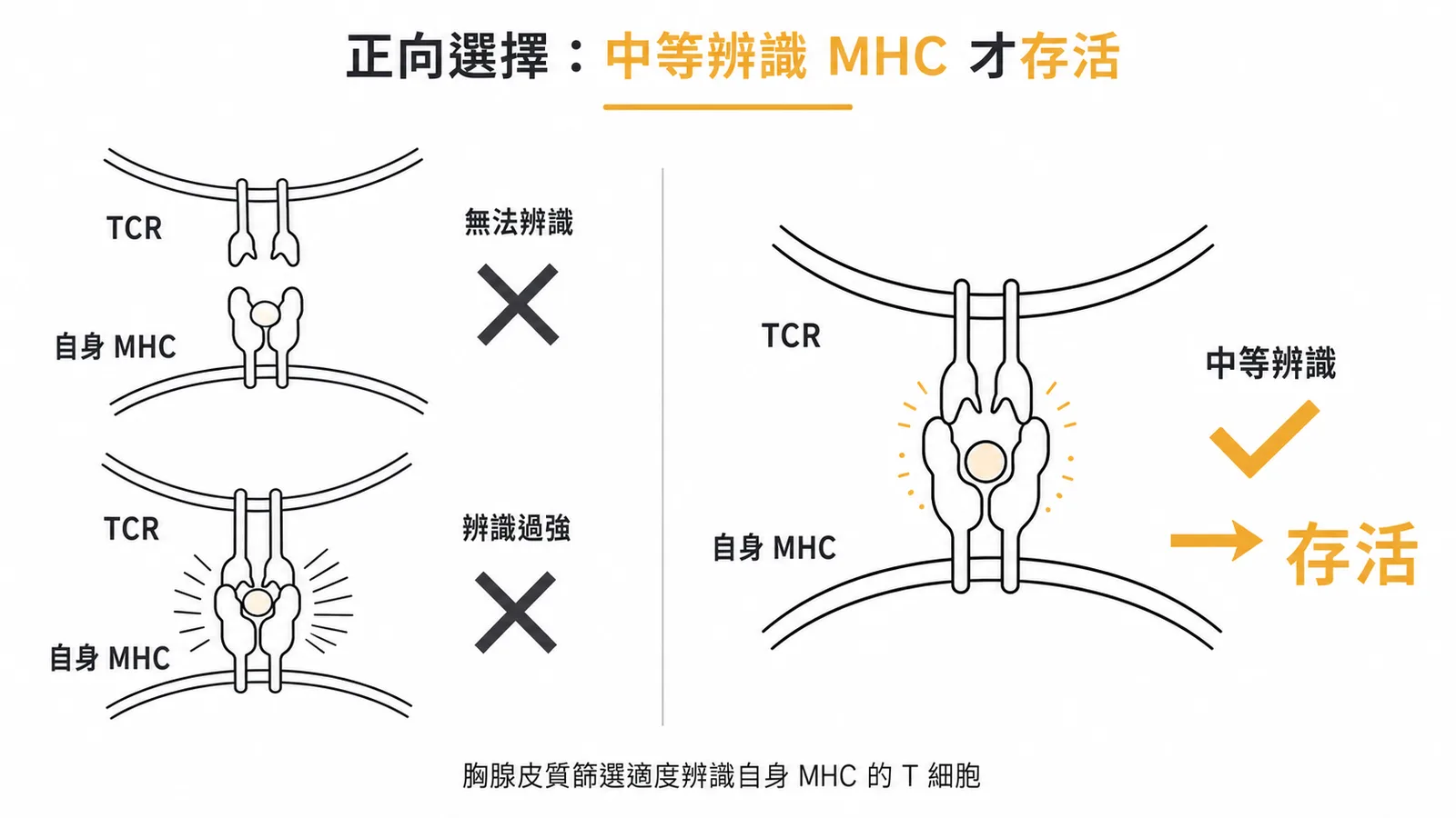 T細胞正向選擇需中等強度辨識自身MHC才能存活的示意圖
