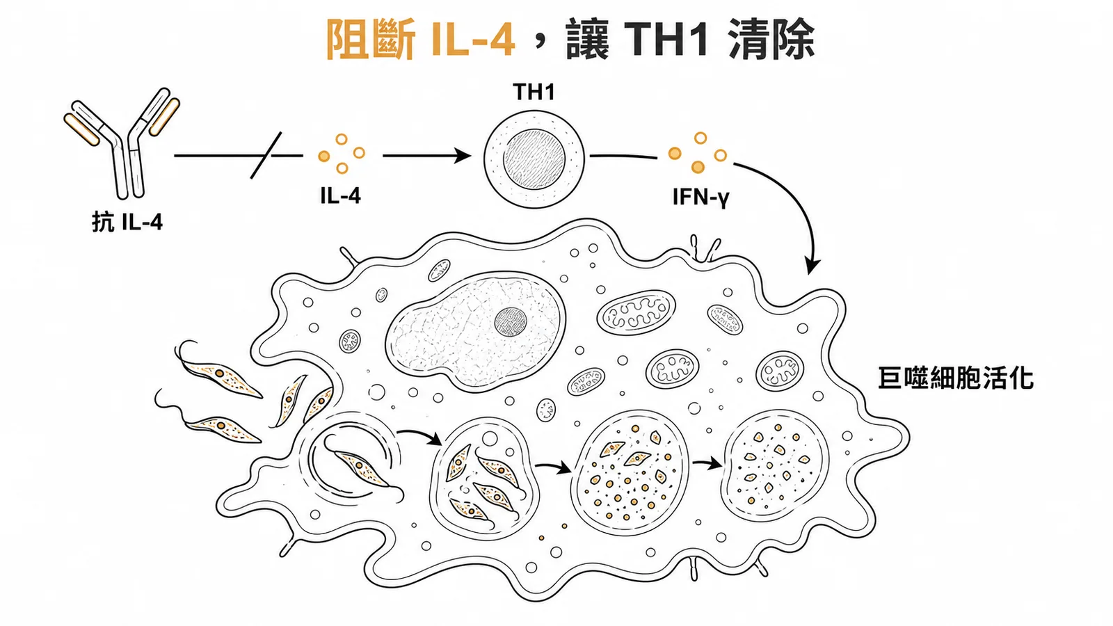 阻斷IL-4促進TH1反應清除利什曼原蟲的示意圖