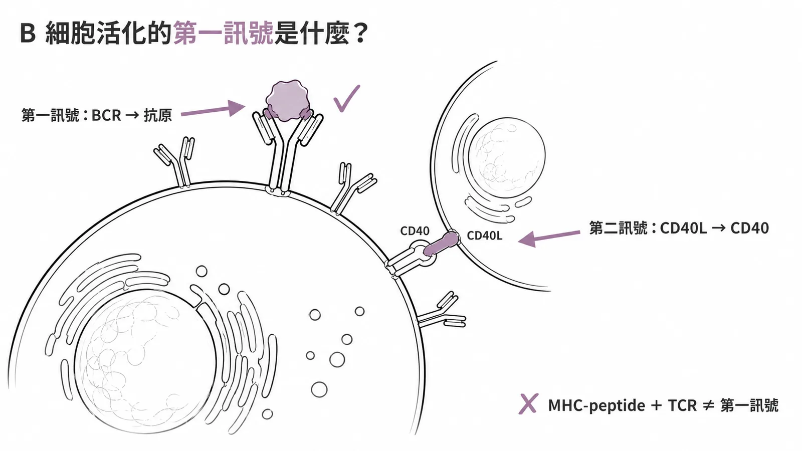 B細胞活化第一訊號是BCR直接結合抗原而非MHC-peptide加TCR