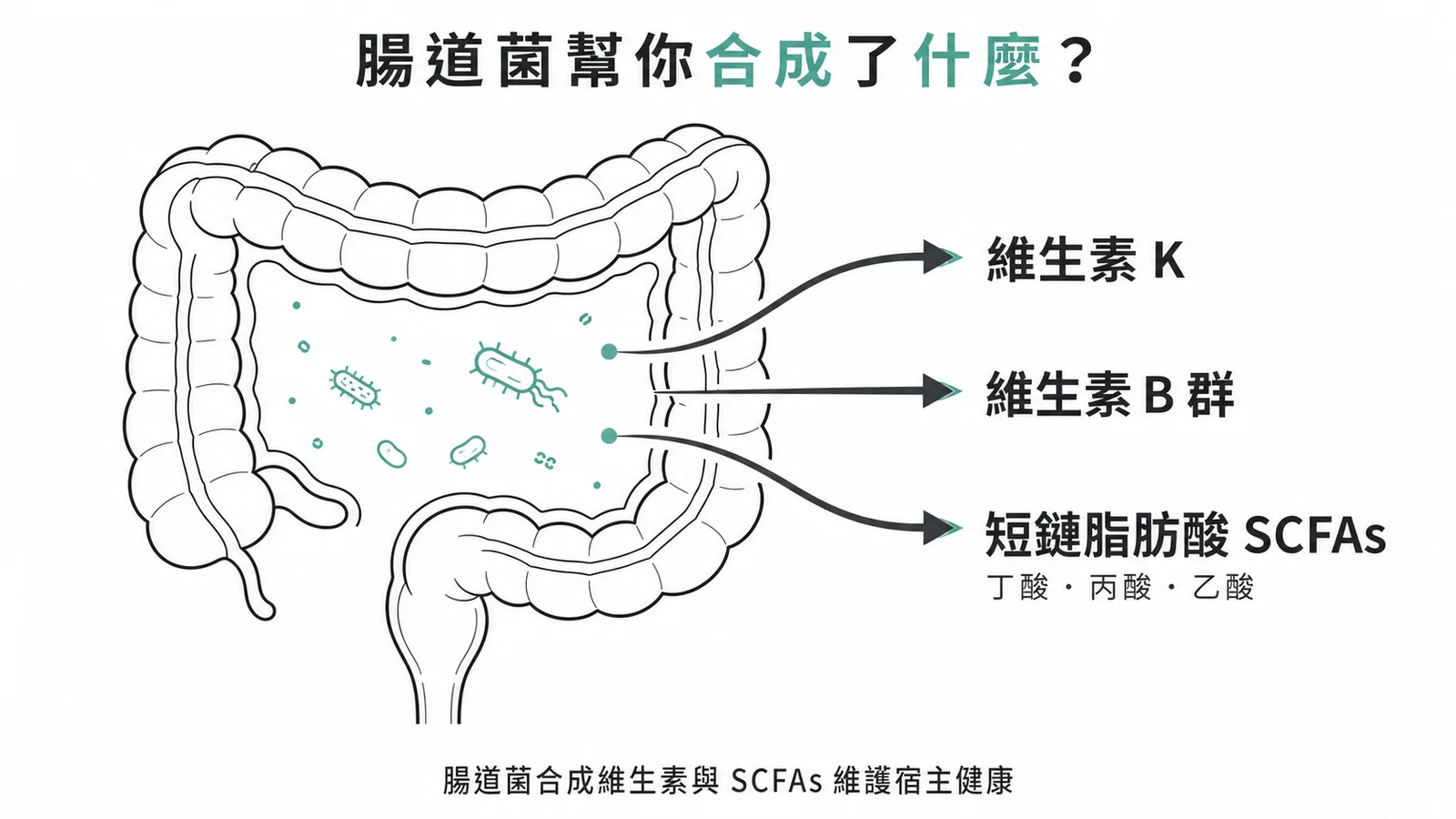 腸道共生菌合成維生素K與B群及短鏈脂肪酸示意圖
