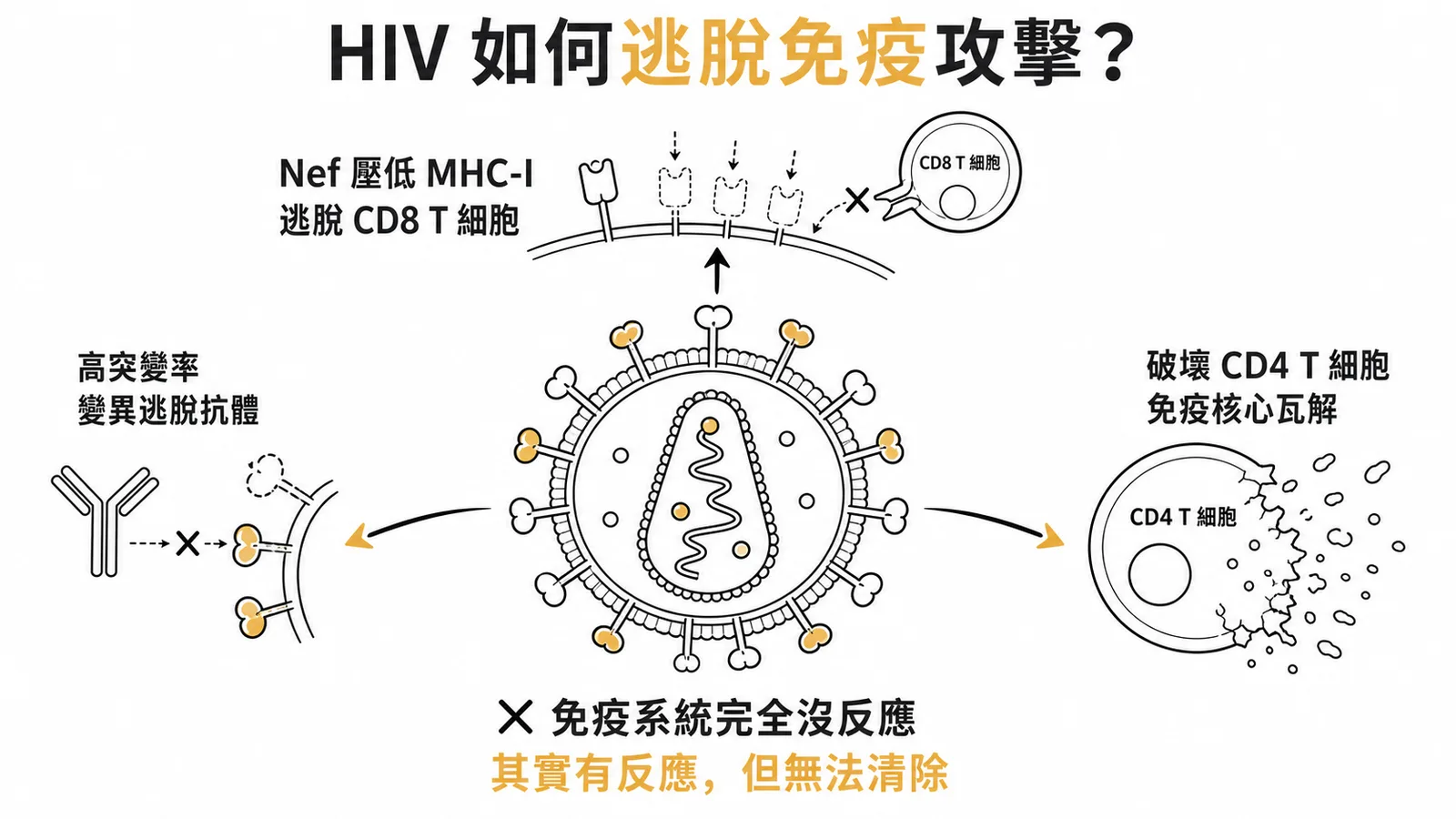 HIV三大免疫逃脫機制:高突變率、Nef壓低MHC-I、破壞CD4 T細胞
