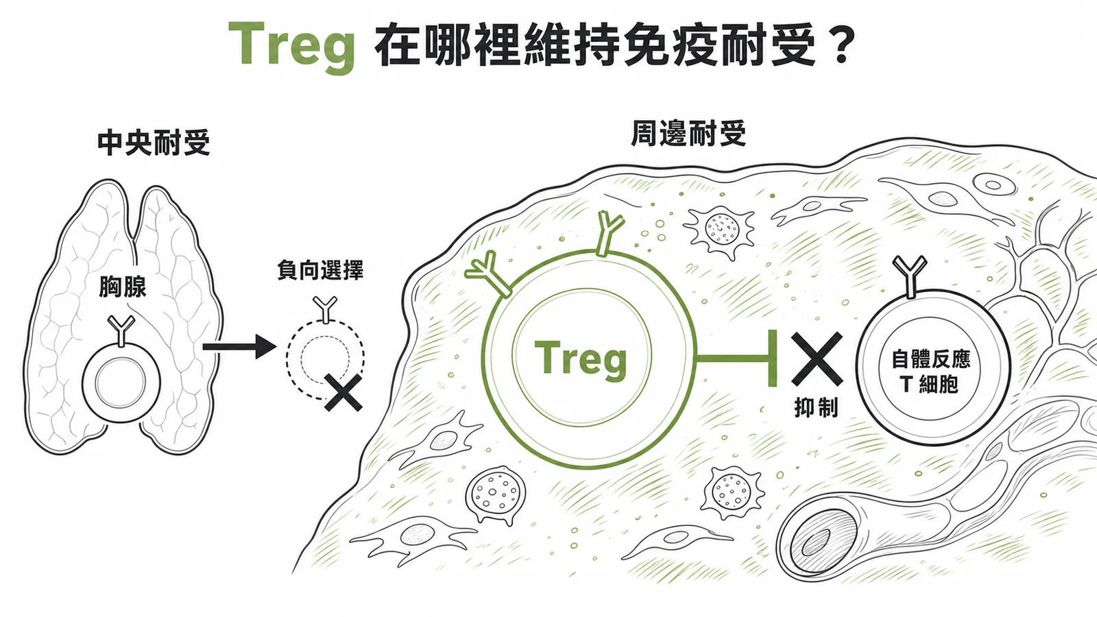 調節性T細胞在發炎處抑制自體反應T細胞維持周邊耐受