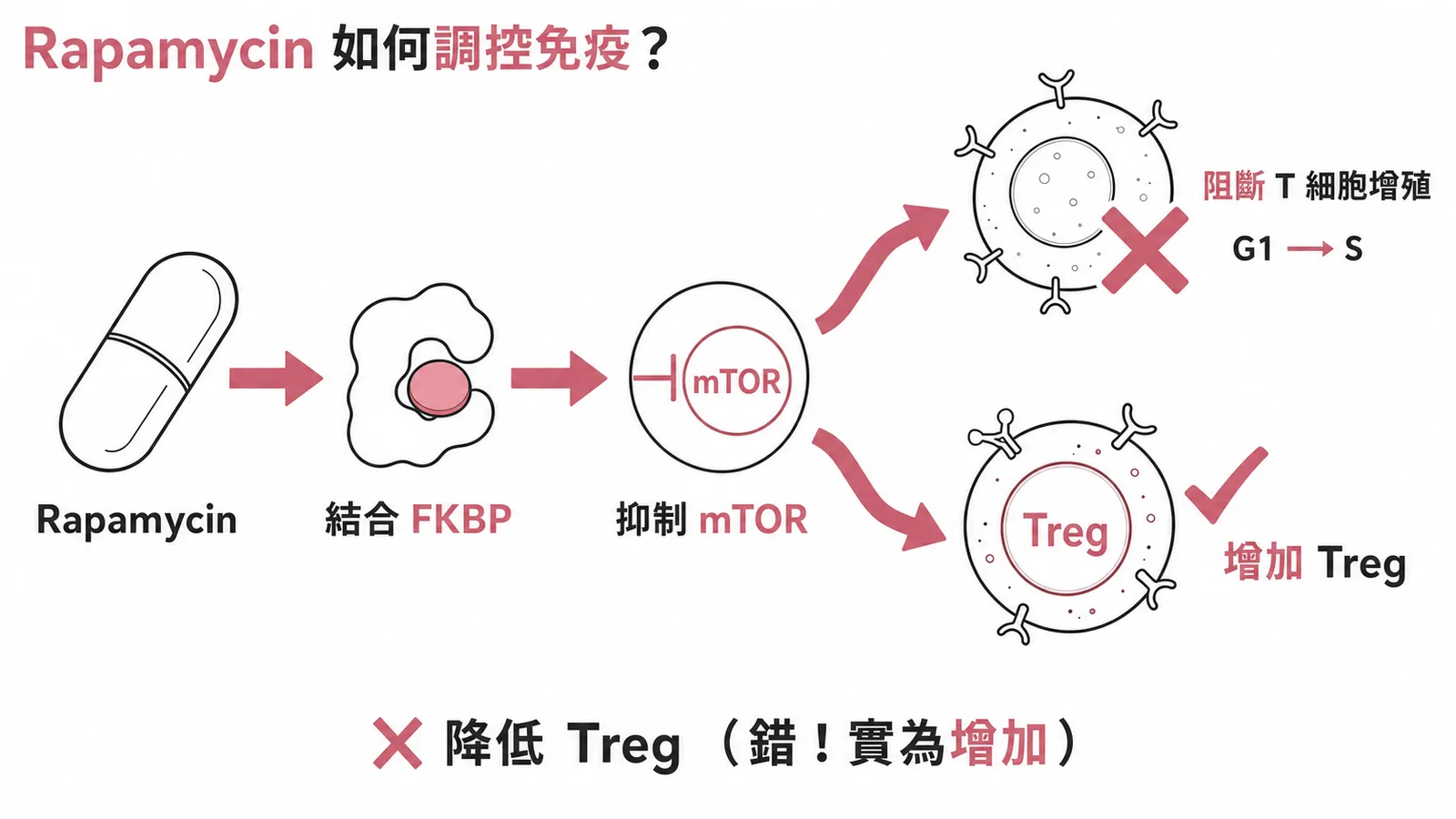 Rapamycin經FKBP抑制mTOR阻斷T細胞增殖但增加Treg